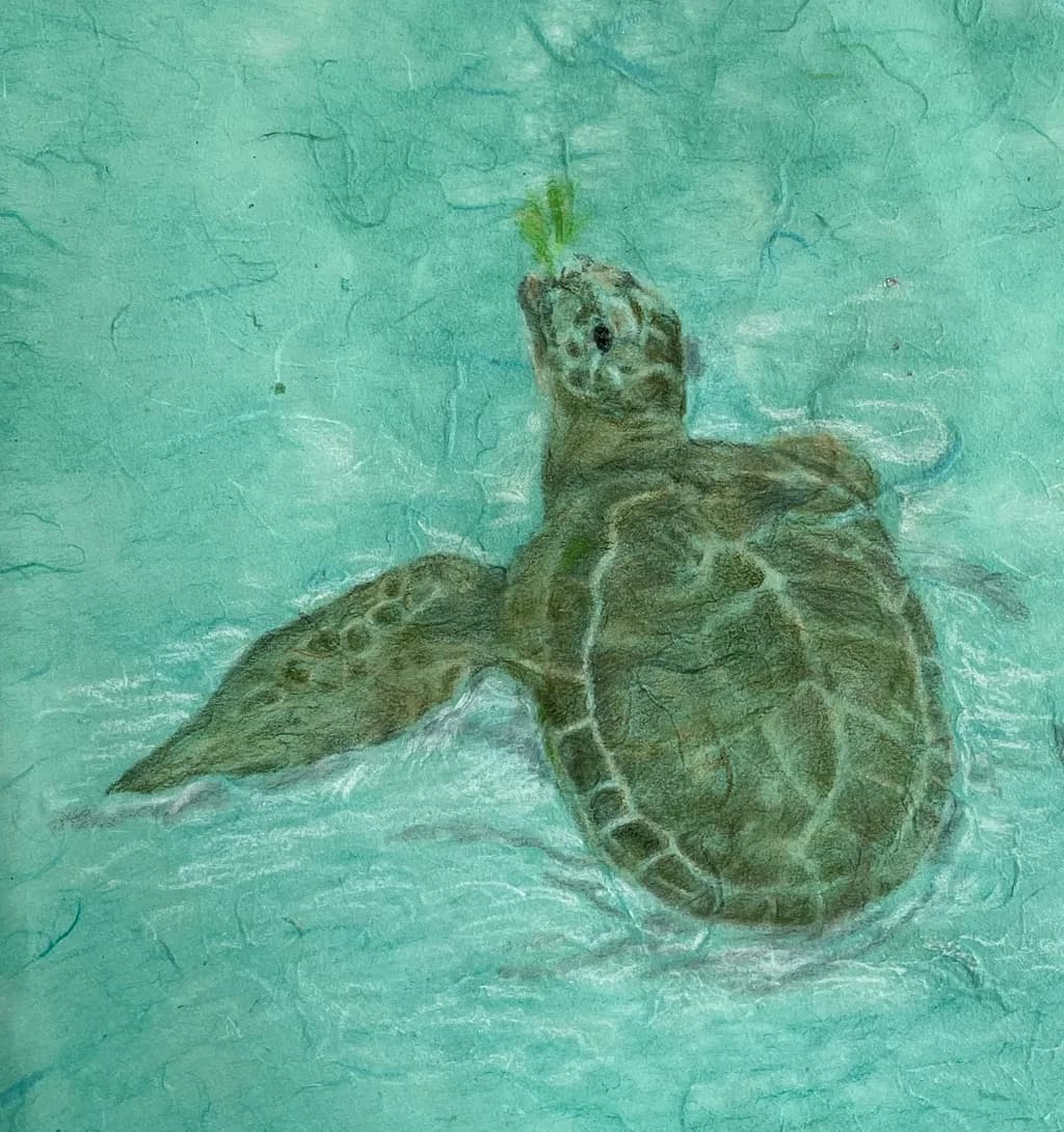 Loggerhead Reach