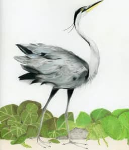 Dancing Heron in Sea Grape Leaves