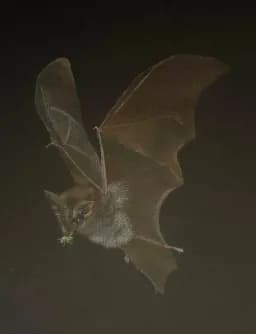 Little Brown Bat