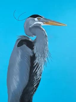 Majestic Blue Heron