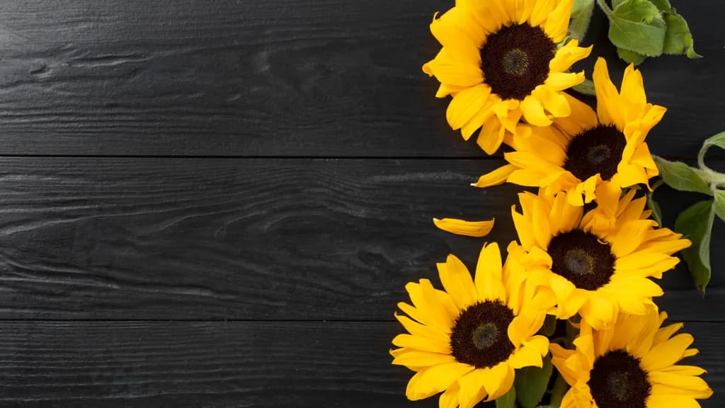 Sunflower Border