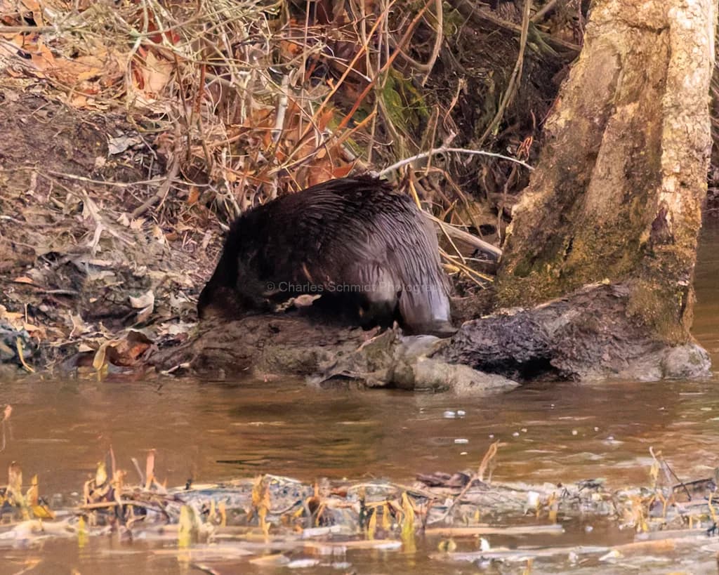 Whispers of the Wild: A Beaver's Retreat in Nature's Embrace