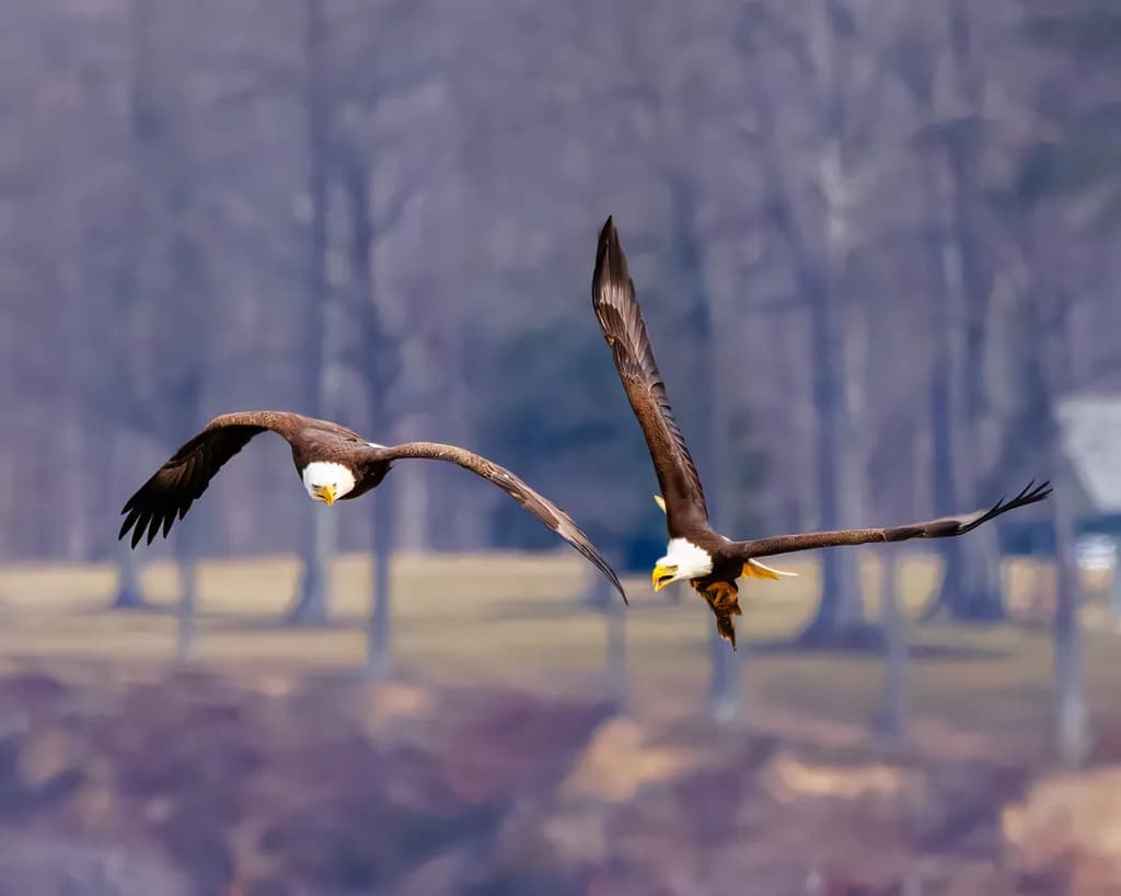 Aerial Eagle Clash
