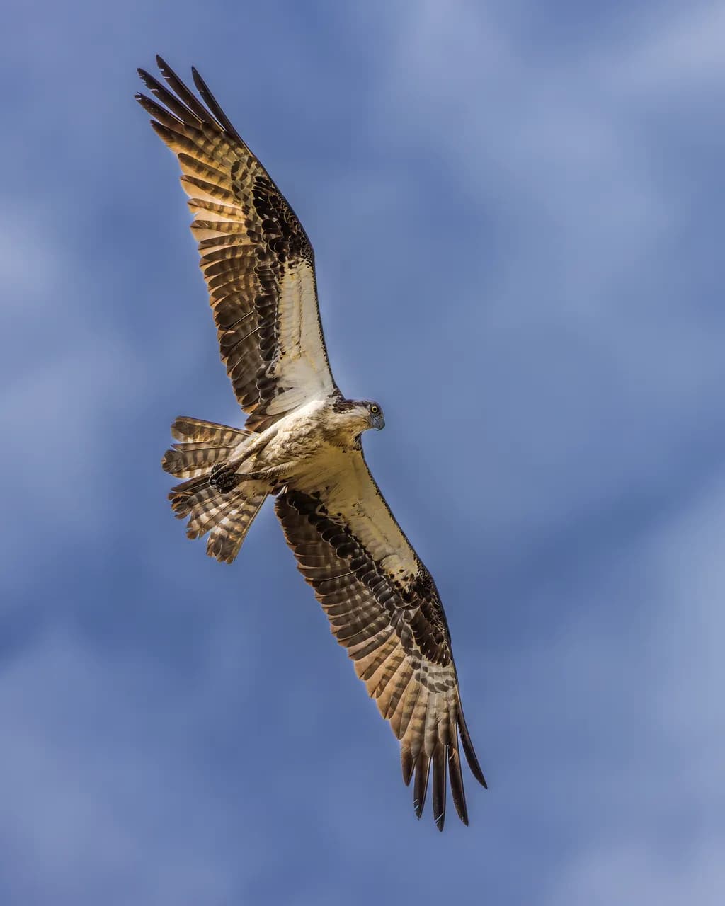 Soaring Osprey