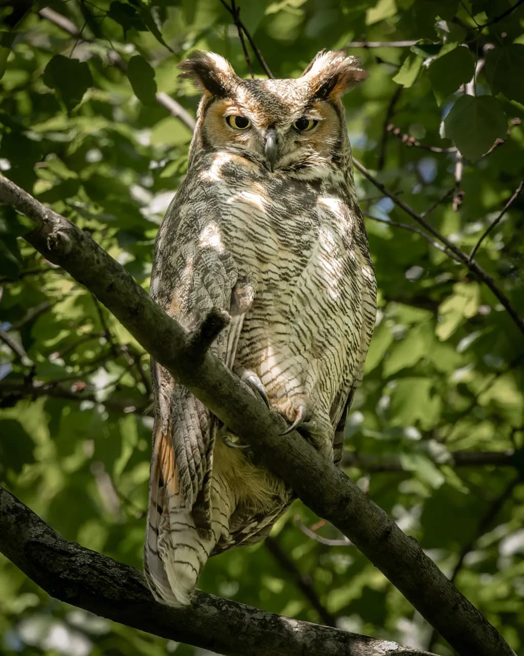 Great Horned Watcher