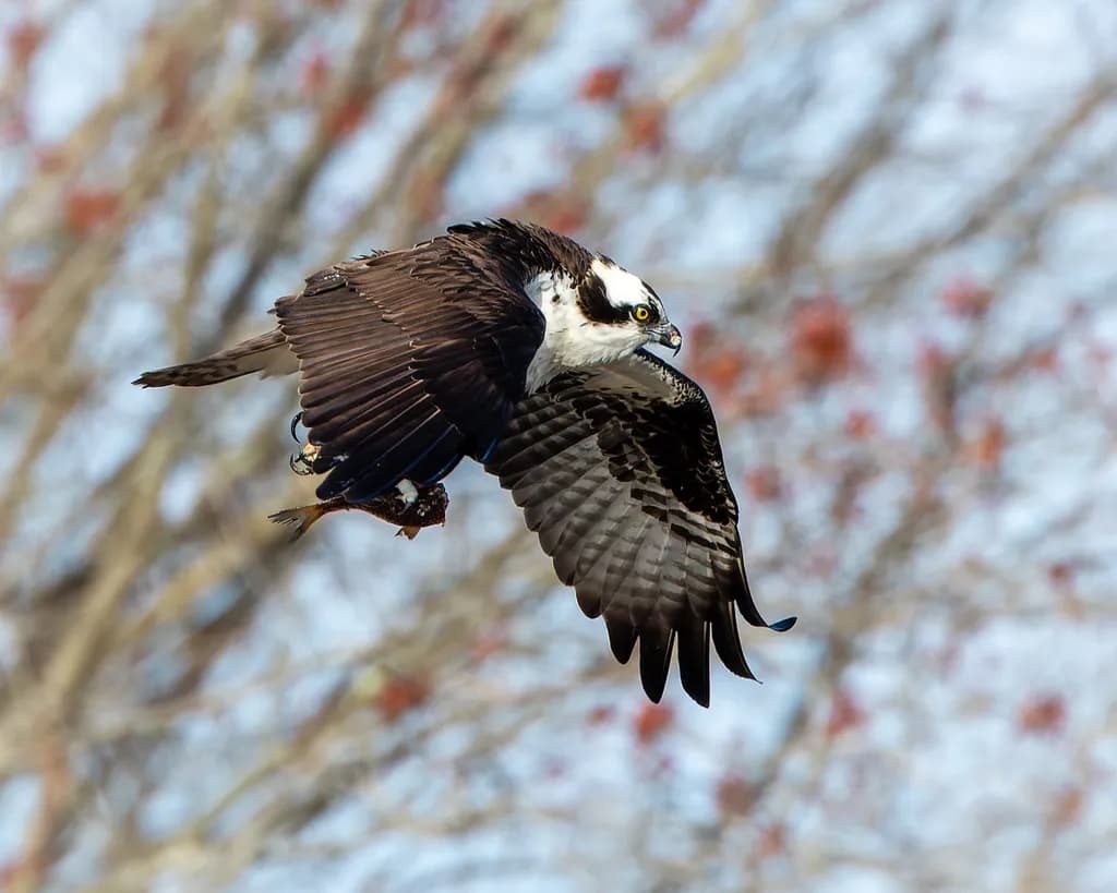 Osprey in Flight