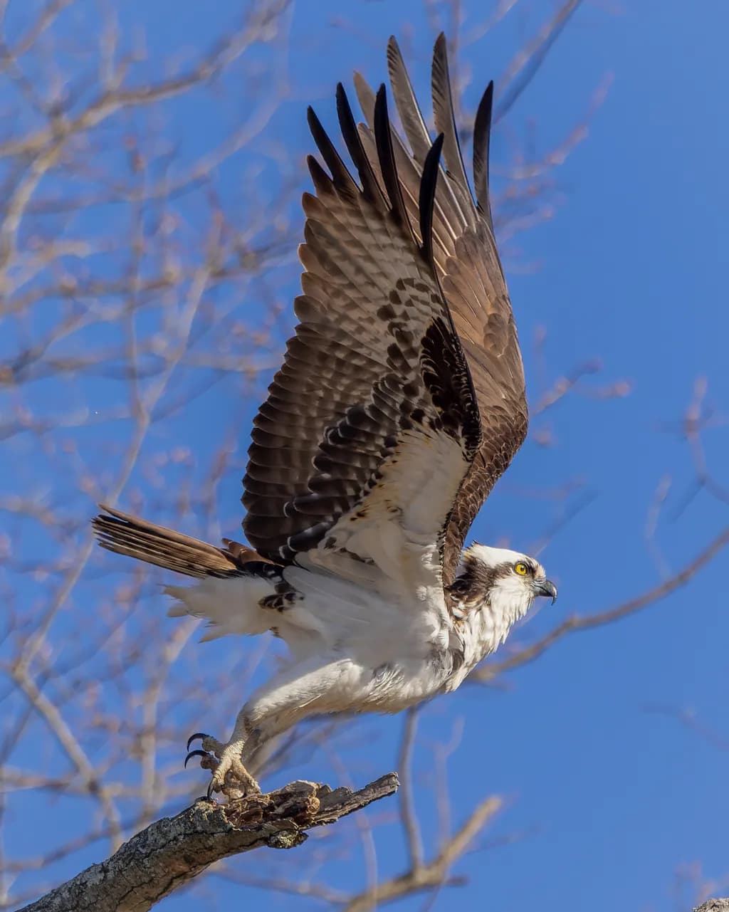 Osprey Takeoff