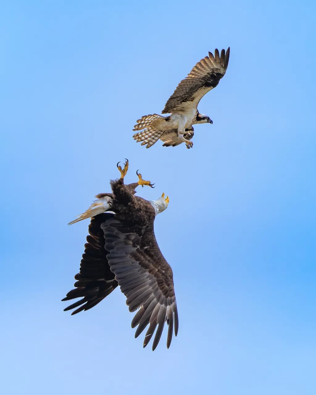 Osprey Drives Bald Eagle