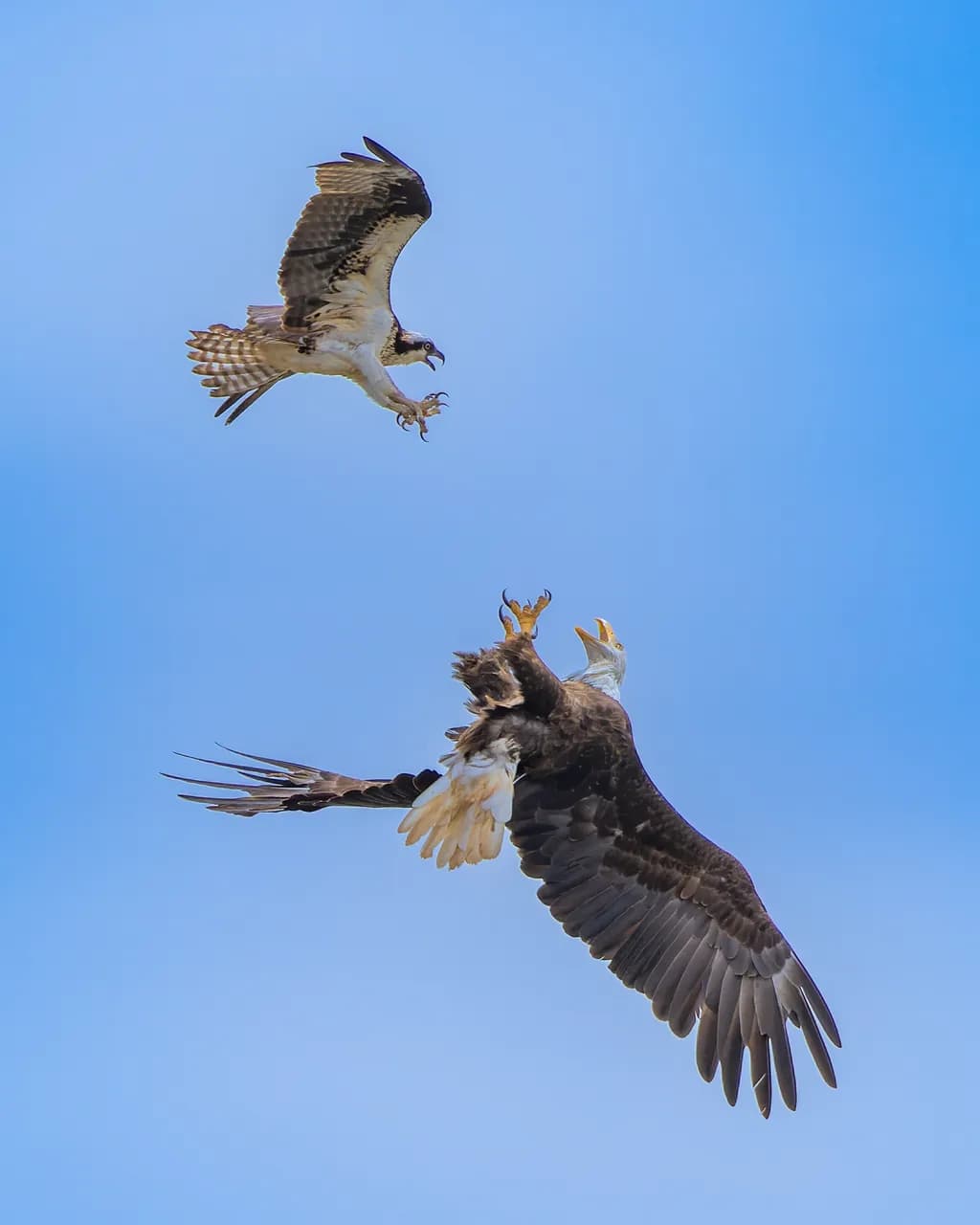 Osprey Ambush