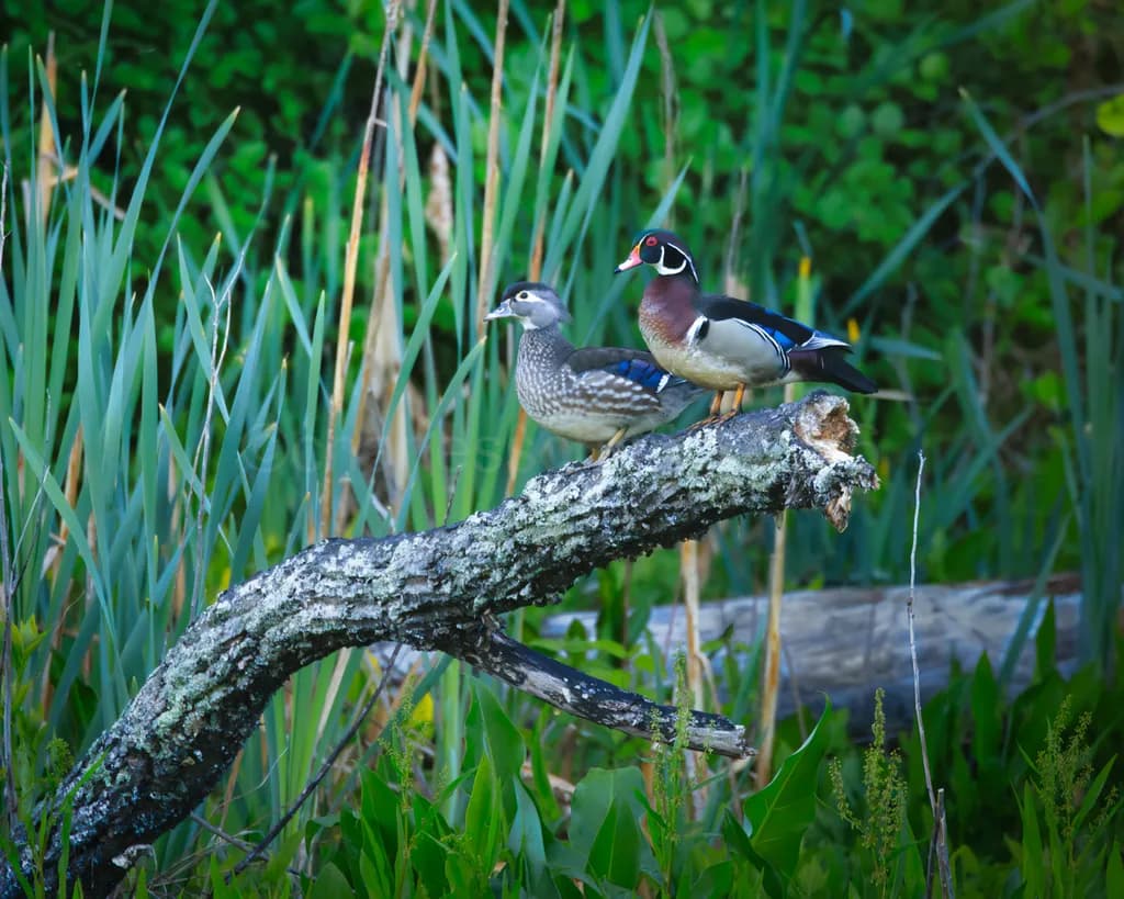 Wood Ducks Perch