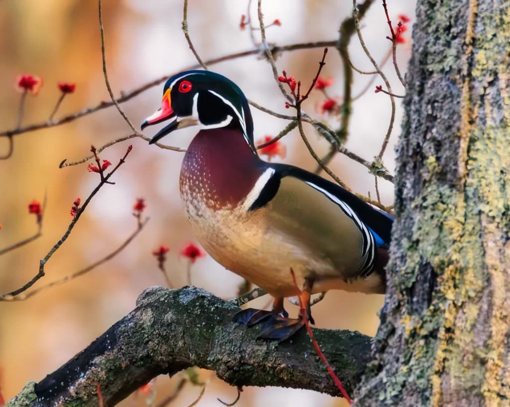 Wood Duck Courtship