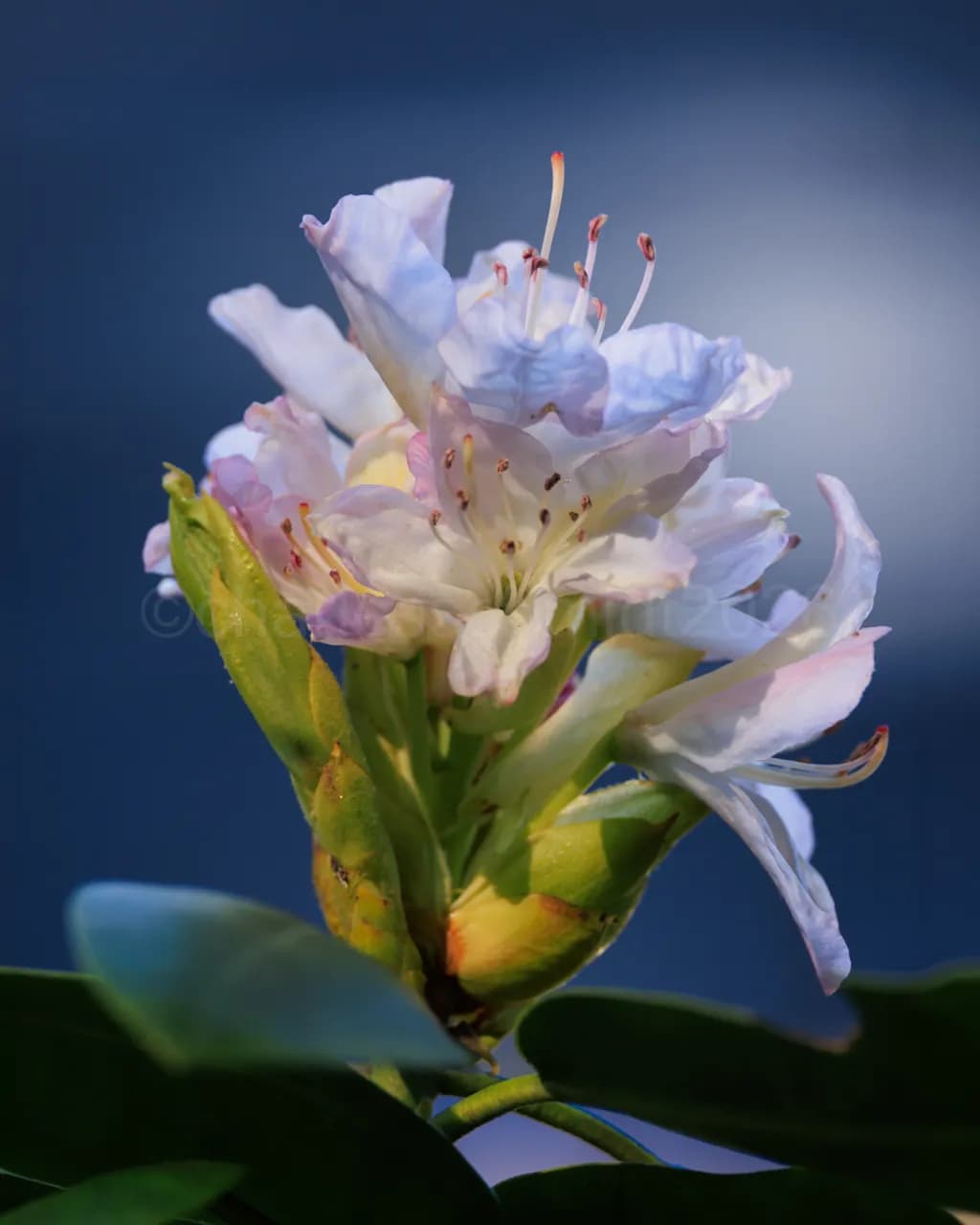 Rhododendron Bloom