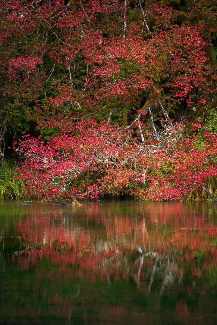 Autumn's Tranquil Reflection: A Vibrant Dance of Nature's Colors