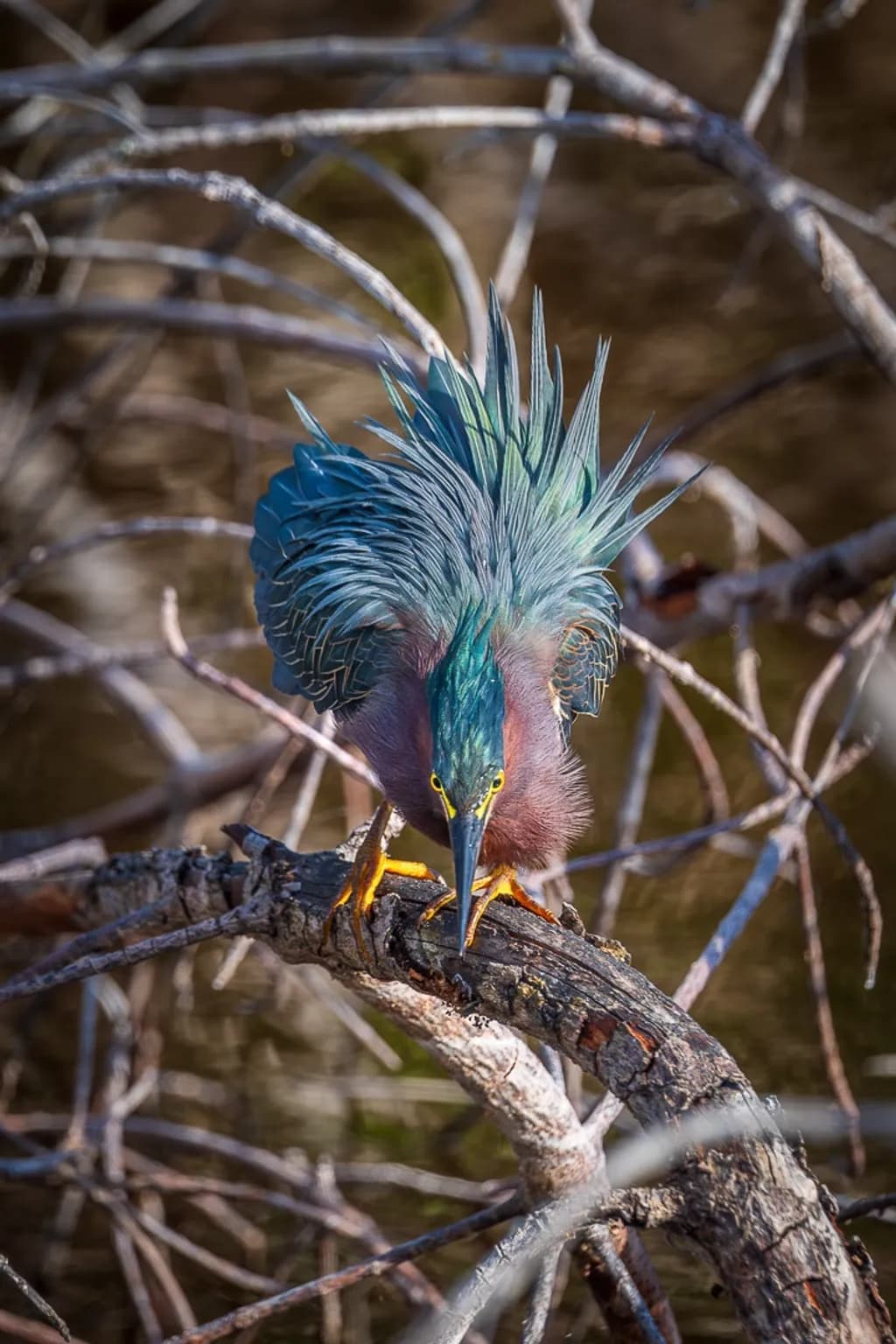 Feathered Focus