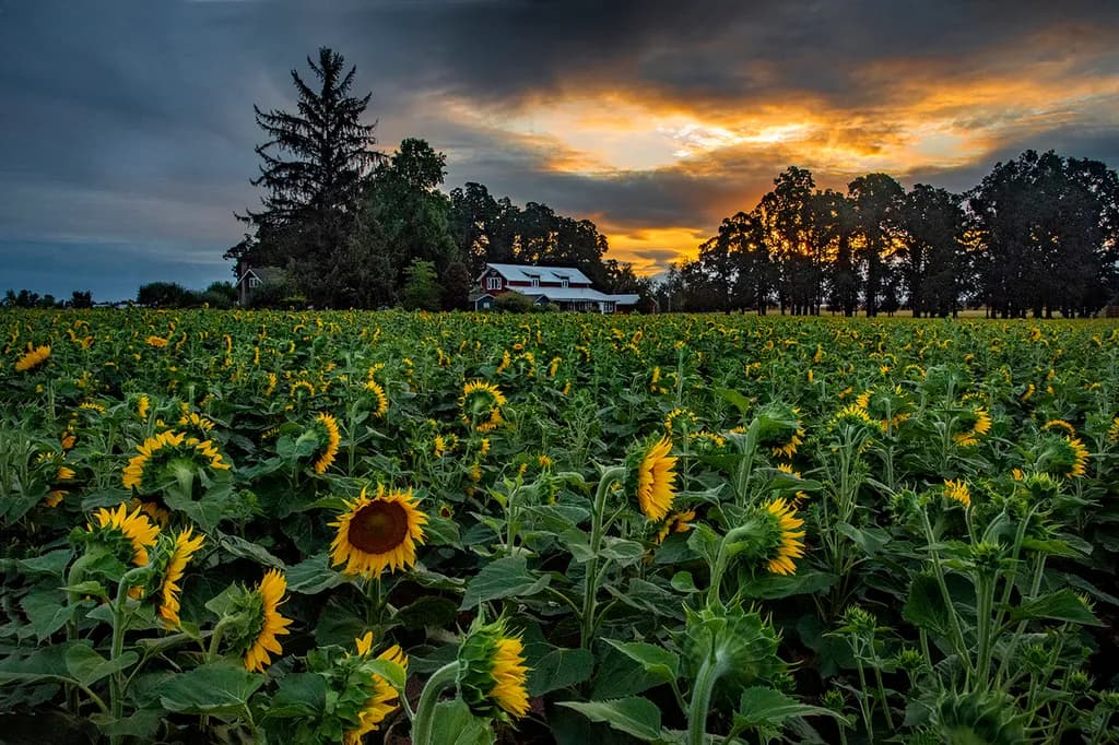 Sunset Serenade: A Golden Field of Sunflowers Embracing the Evening Sky