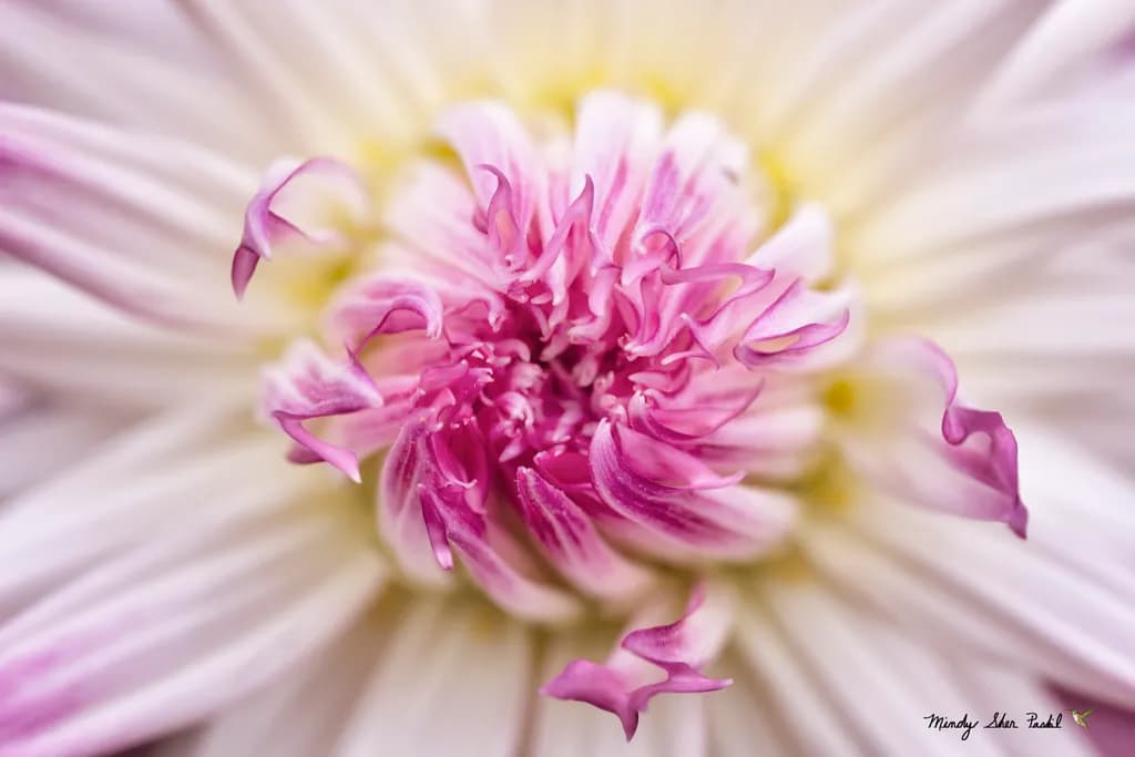Dahlia Delight