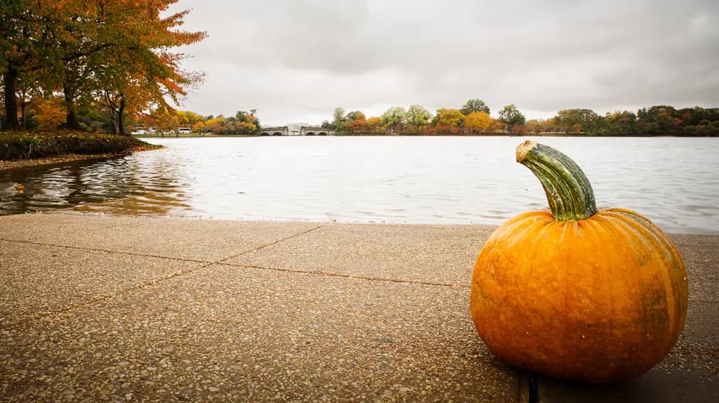 Pumpkin Season