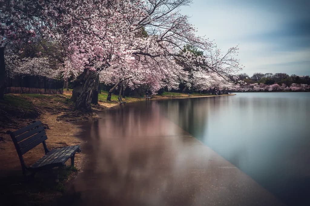 Cherry Blossoms Lakeside