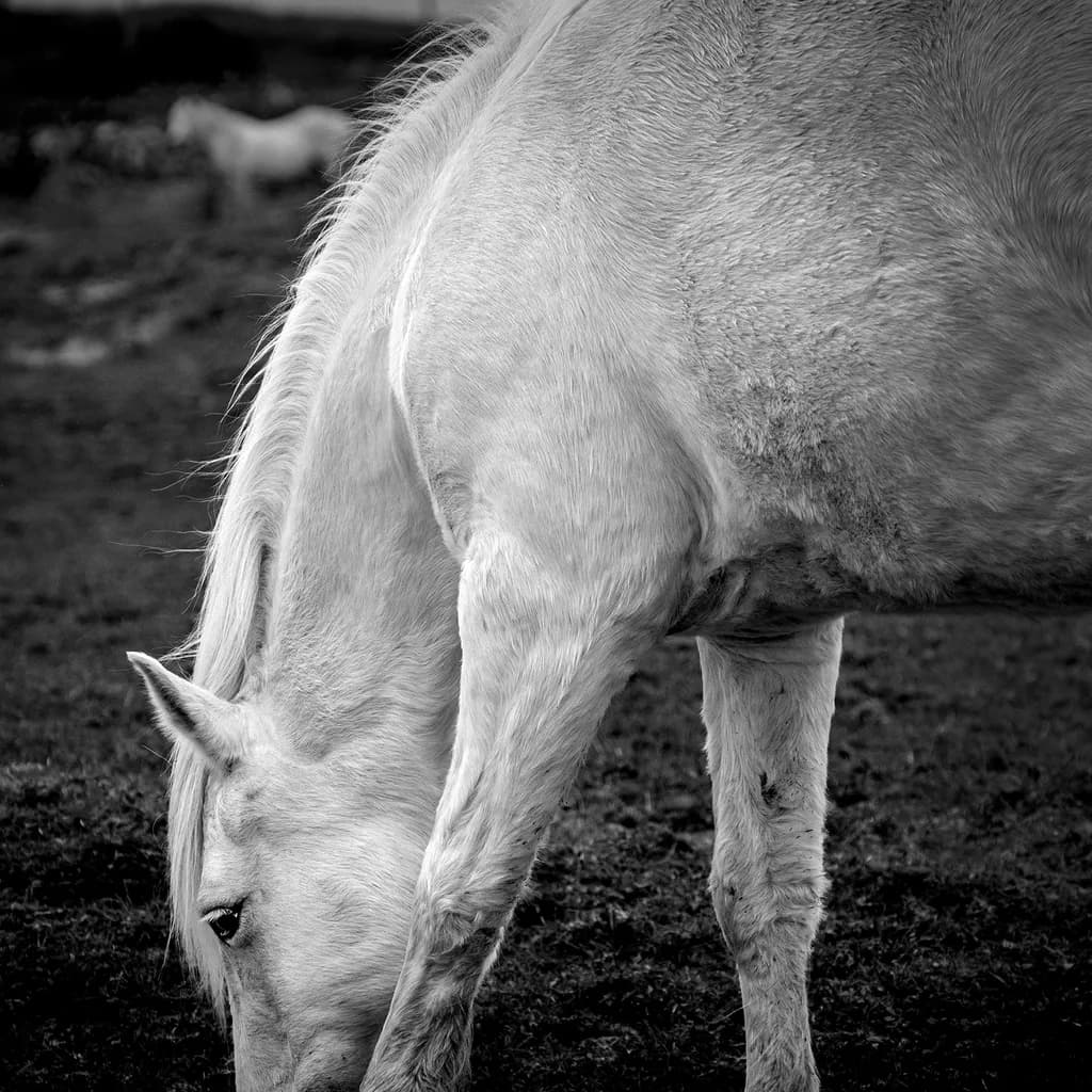 Grazing Grace