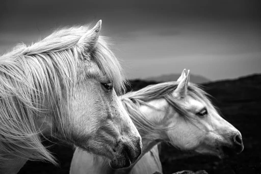 Ponies in Profile