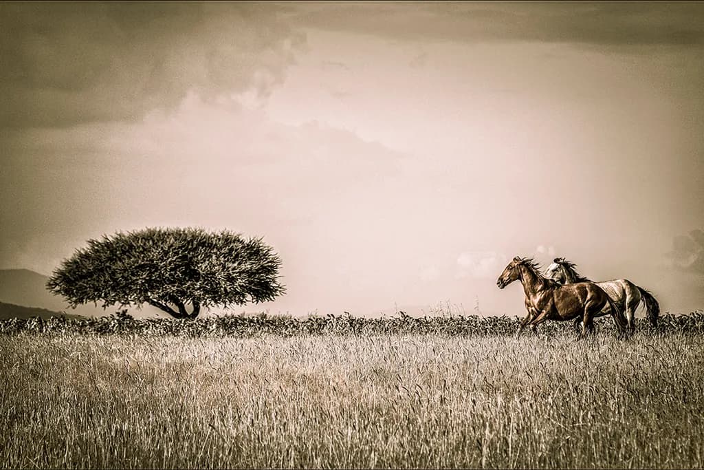 Horses in Motion