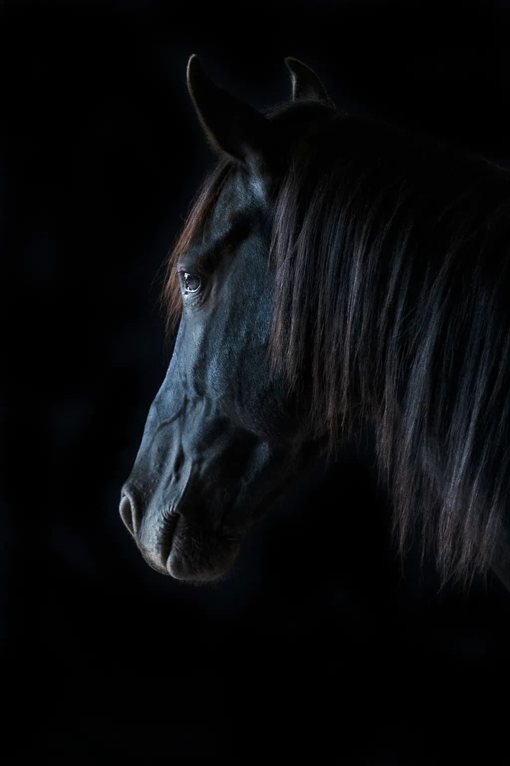Majestic Profile