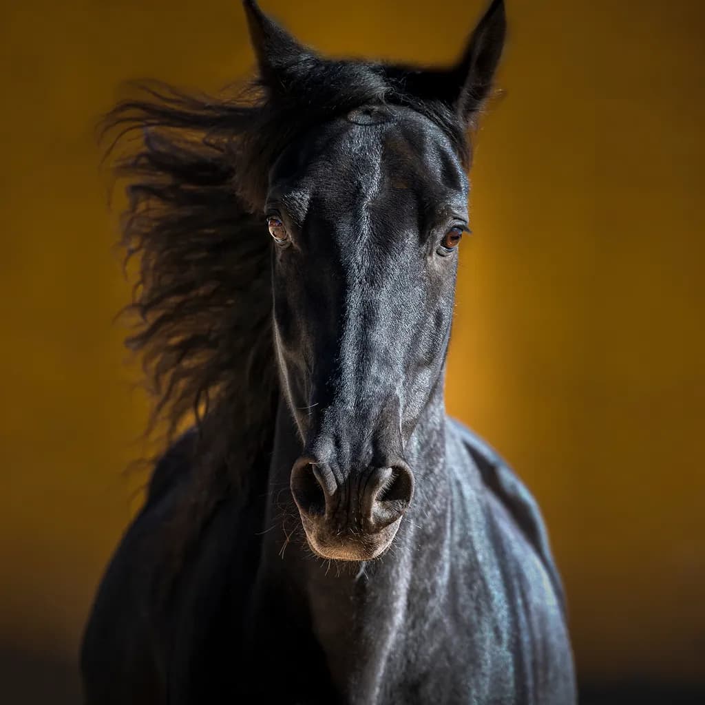Andalusian Majesty