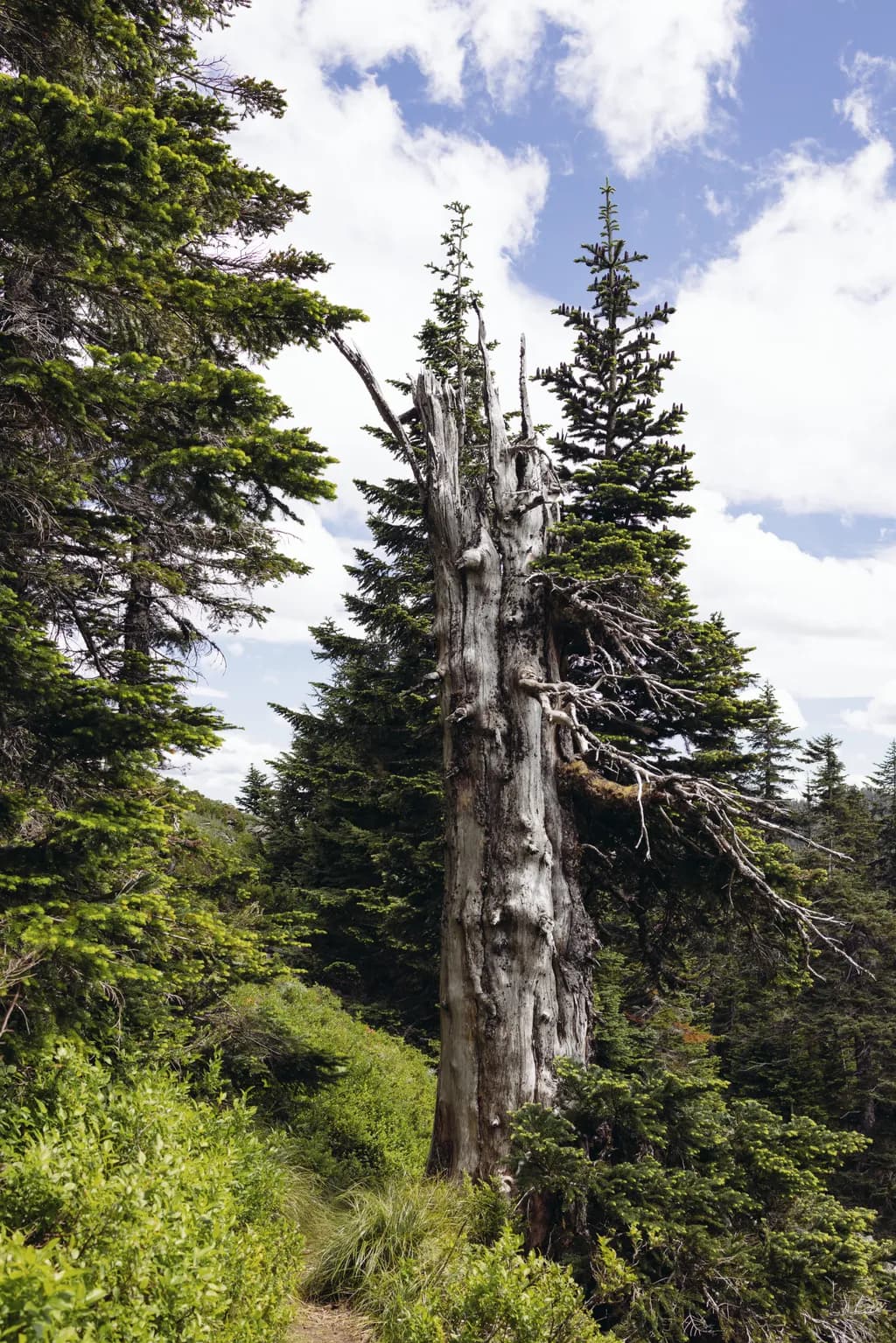 Whispers of Time: The Resilient Sentinel of the Forest