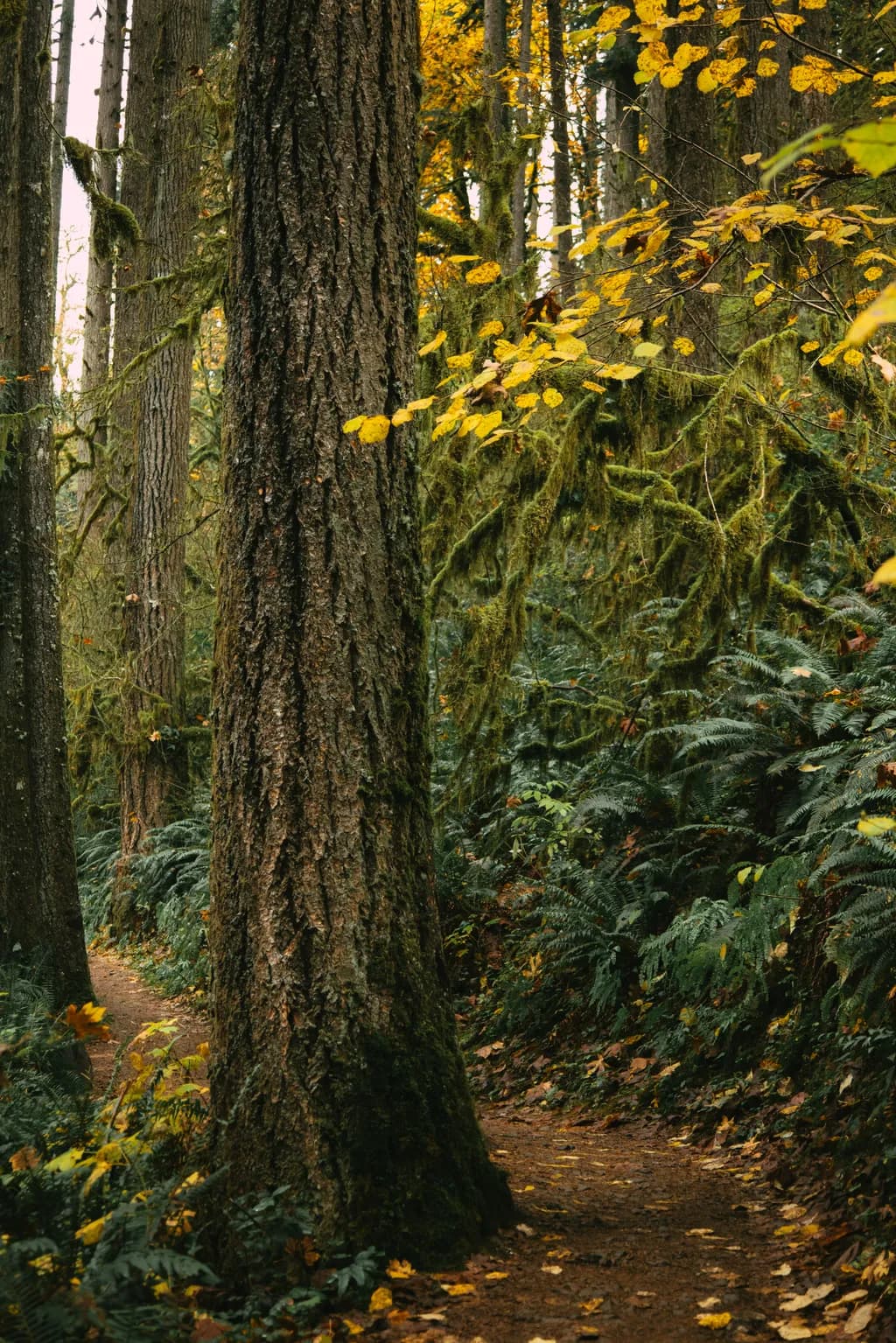Whispers of Autumn: A Serene Forest Pathway Through Golden Leaves and Ancient Trees