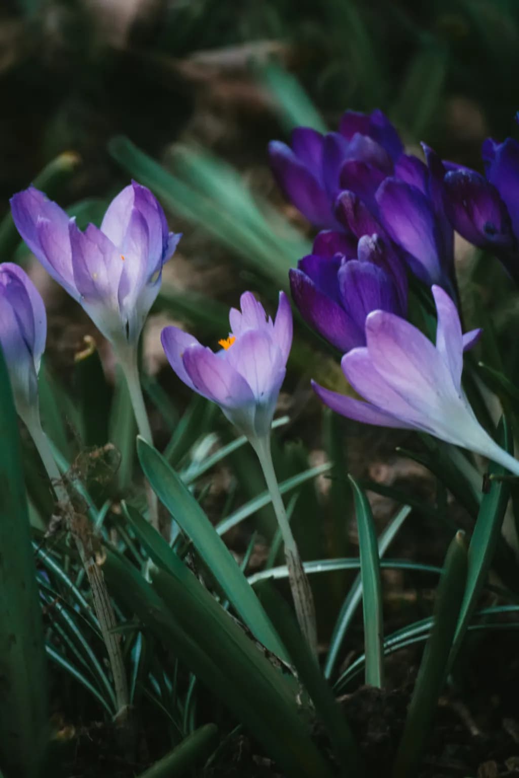 Whispers of Spring: A Dance of Purple Crocuses in Nature's Embrace