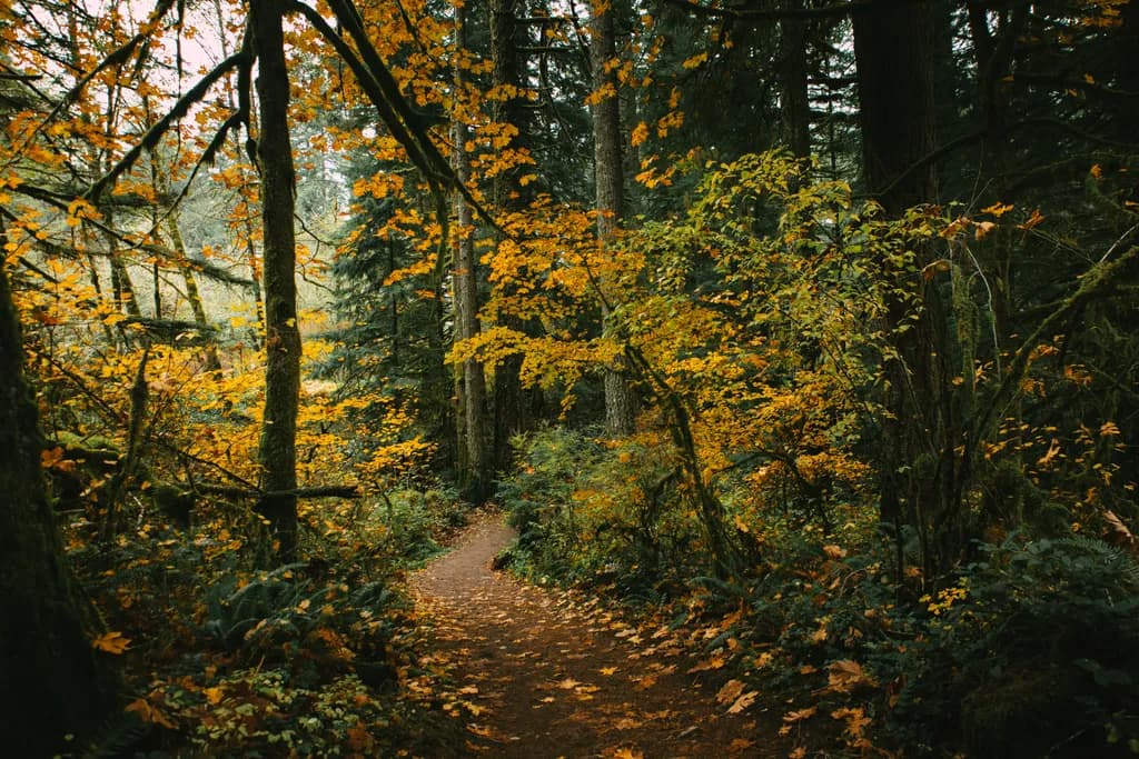 Whispers of Autumn: A Serene Path Through Golden Leaves in the Enchanted Forest