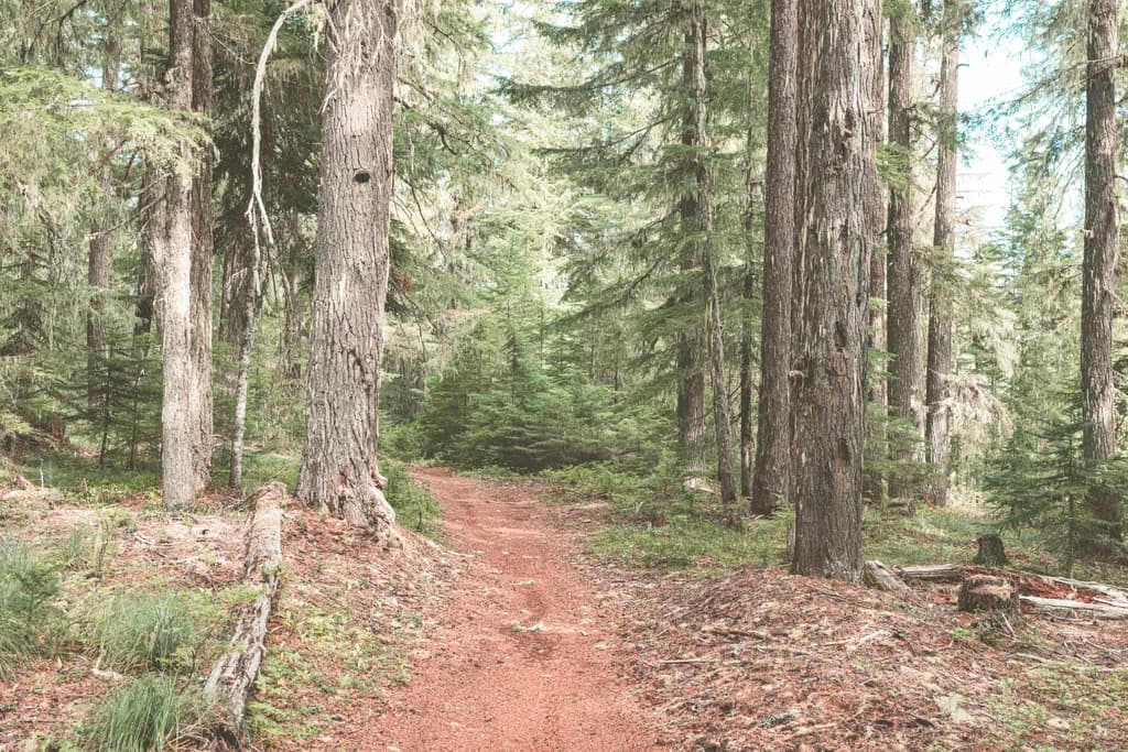 Whispers of the Forest: A Serene Path Through Majestic Pines