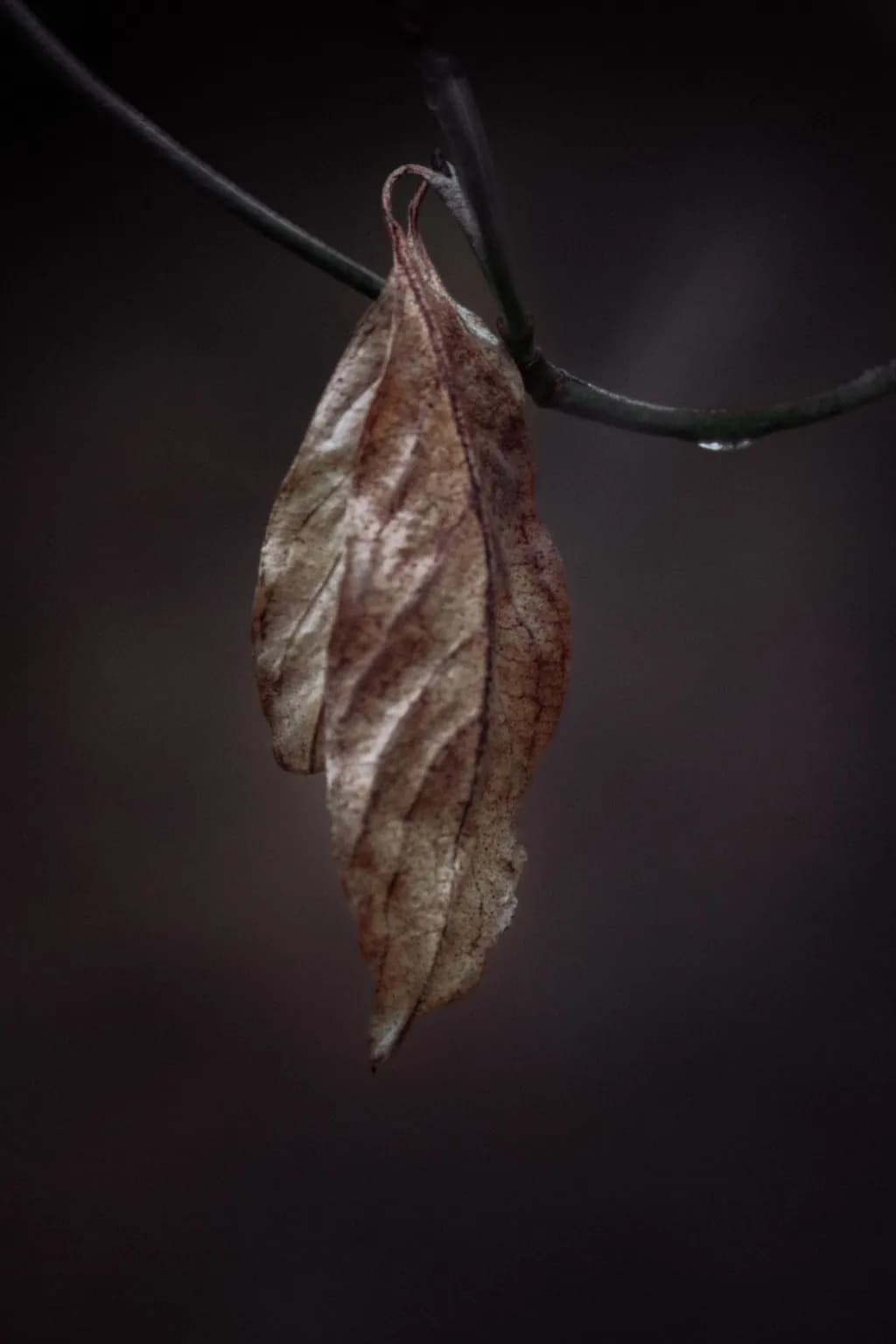 Whispers of Autumn: The Elegance of Decay in Nature's Embrace