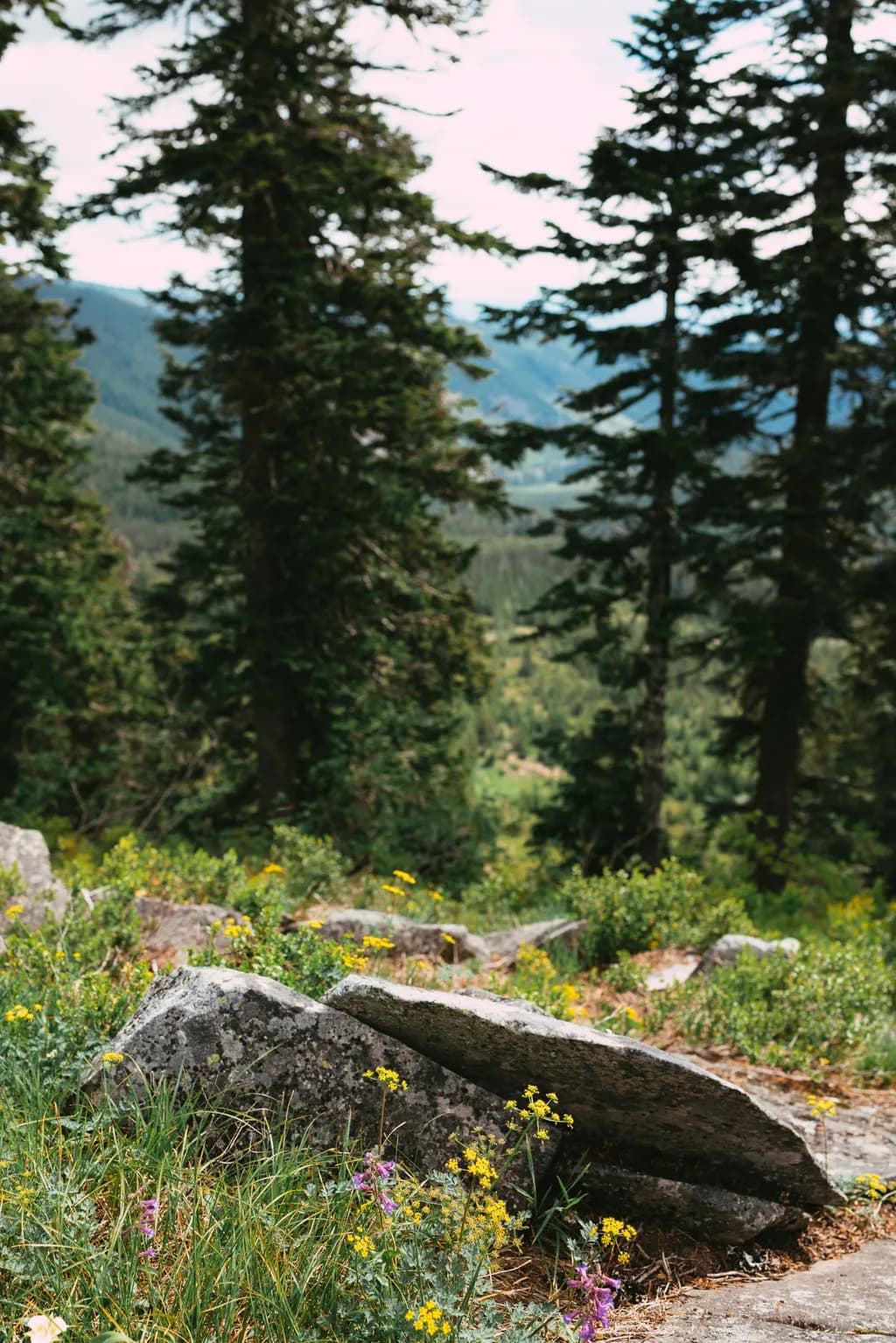 Whispers of Nature: A Serene Landscape of Trees, Flowers, and Rocks
