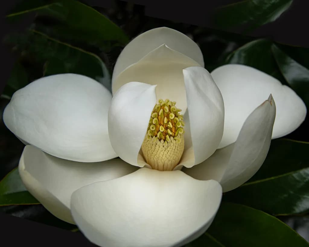 Deliberate Magnolia