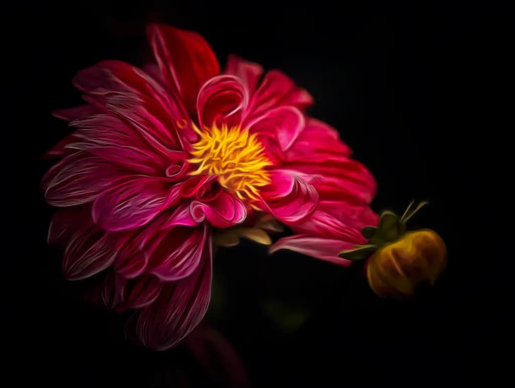 Dahlia Sognando