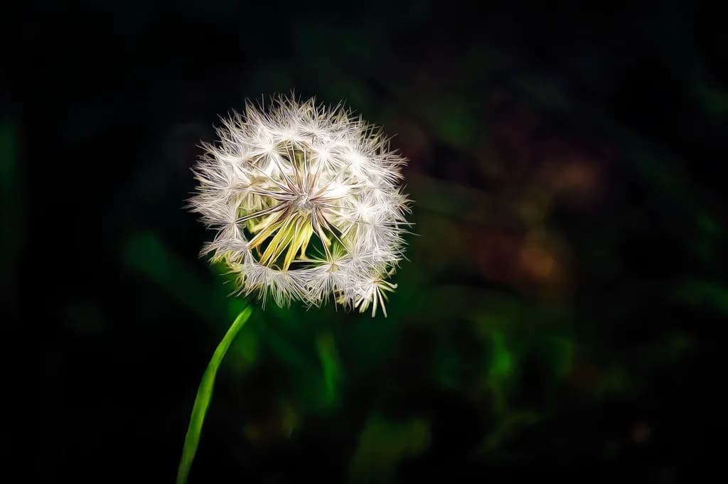 Starry Dandelion
