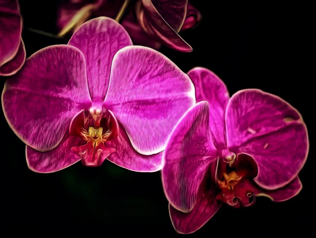 Aura delle Orchidee