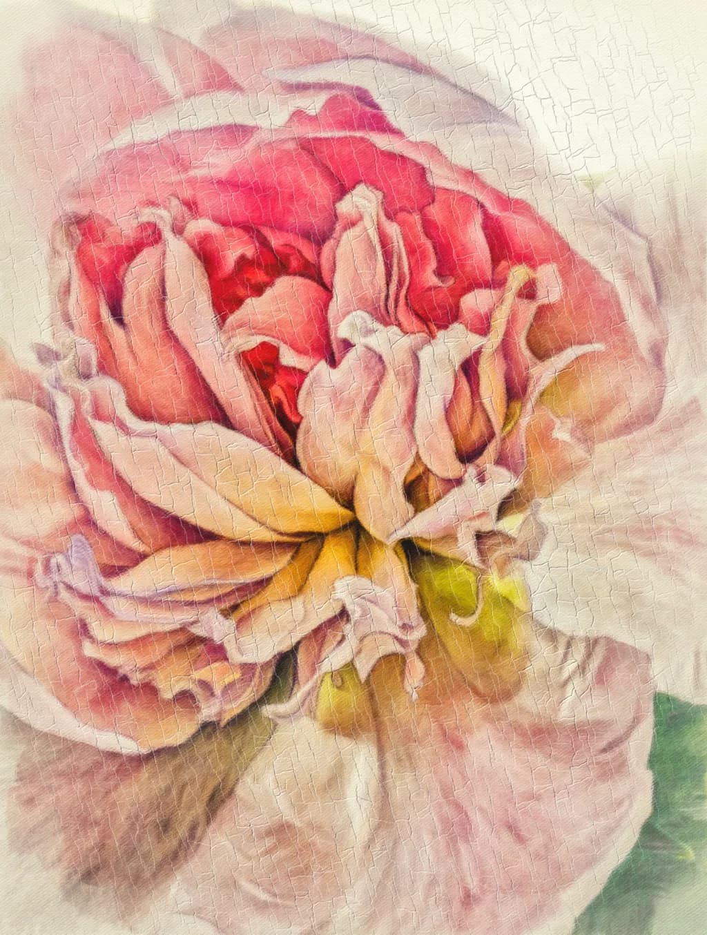 Whispers of a Bloom: The Delicate Dance of Petals and Light