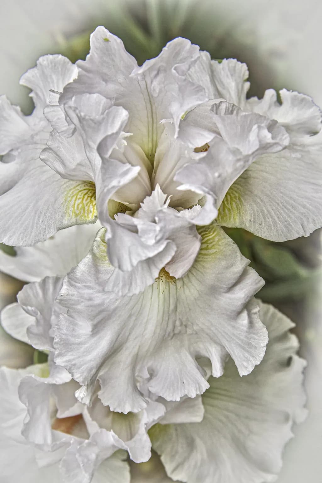 Whispers of Elegance: A Delicate Dance of White Iris Petals