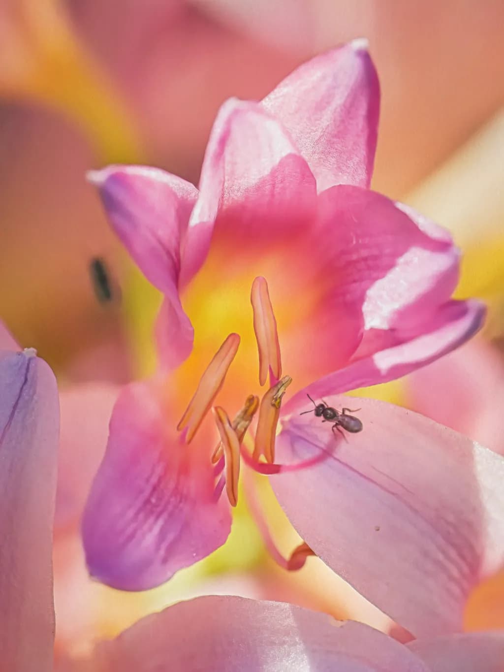 Whispers of Spring: A Dance of Petals and Ants in Nature's Embrace