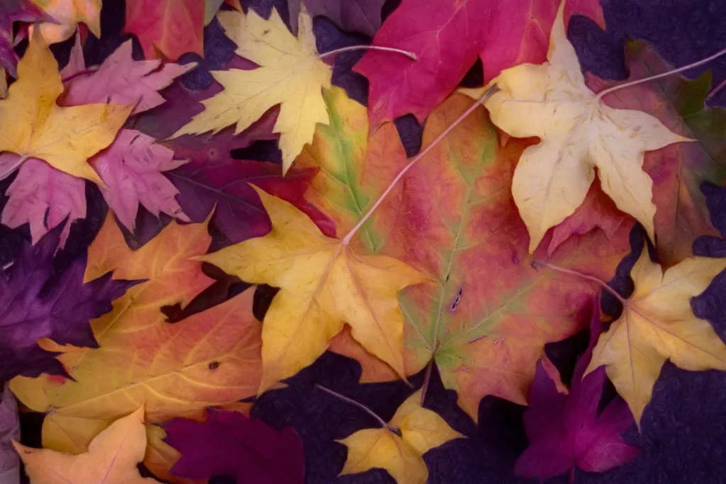 Whispers of Autumn: A Tapestry of Colorful Leaves on the Forest Floor