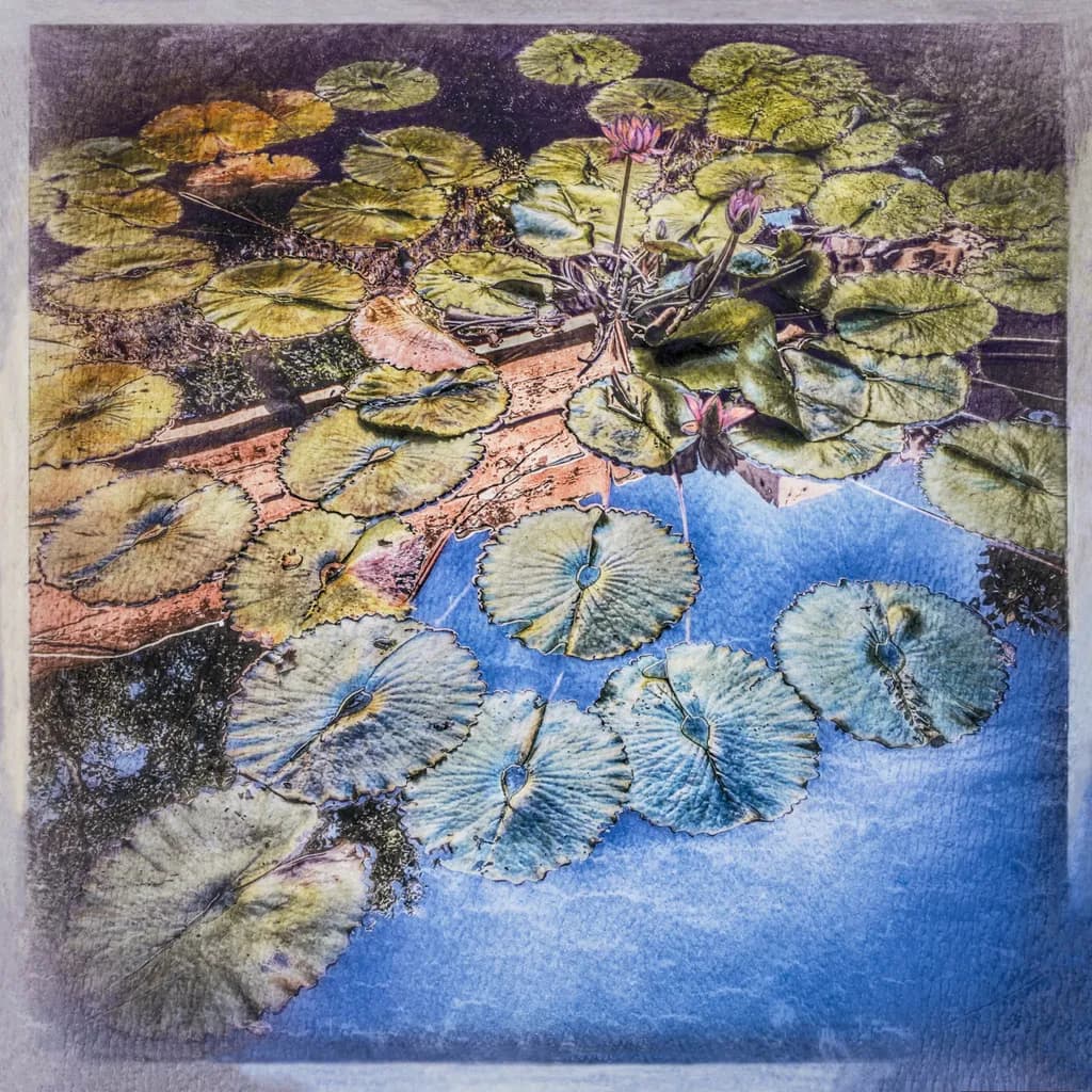 Whispers of Water: A Dance of Lilies and Reflections