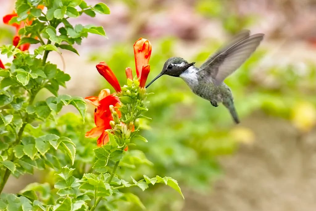 Whimsical Flight: A Hummingbird's Dance Among Vibrant Blooms