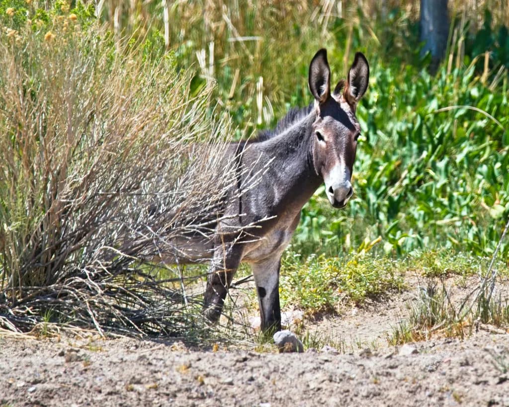 Curious Donkey in Nature's Embrace: A Whimsical Landscape Encounter