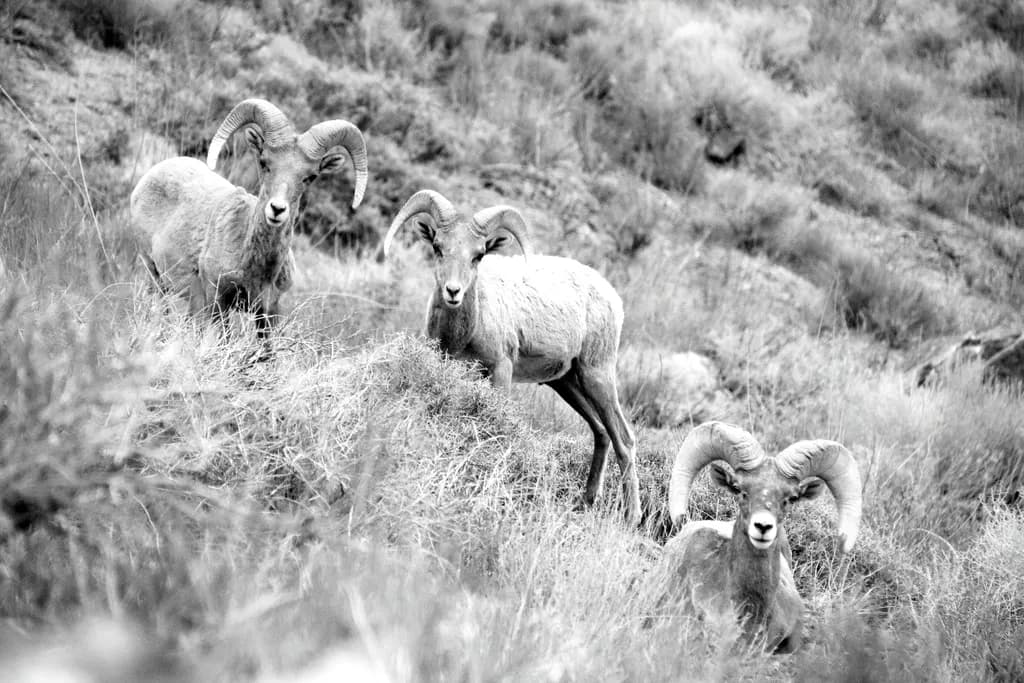 Whispers of the Wild: A Trio of Majestic Rams in Monochrome Harmony