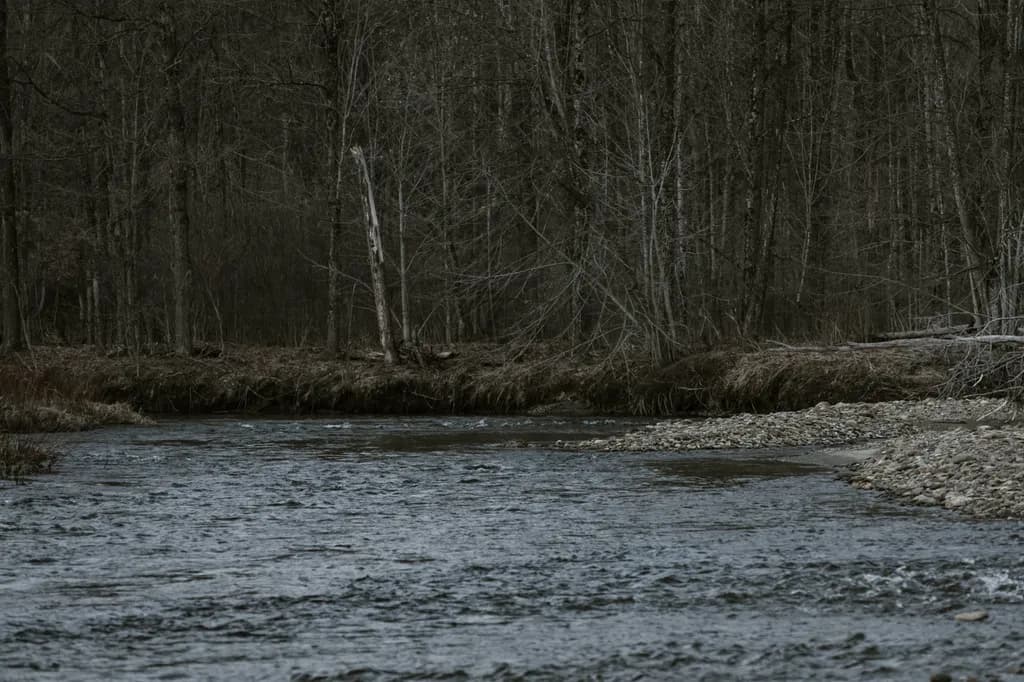 Whispers of the Serene River: A Tranquil Forest Escape