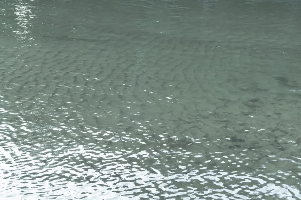 Mint Reflections