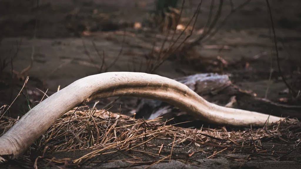 Curved Driftwood