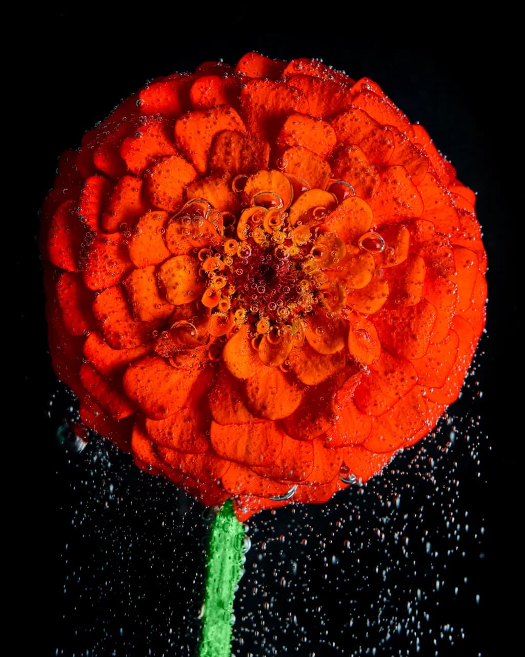Crimson Bloom
